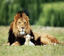 lion lion